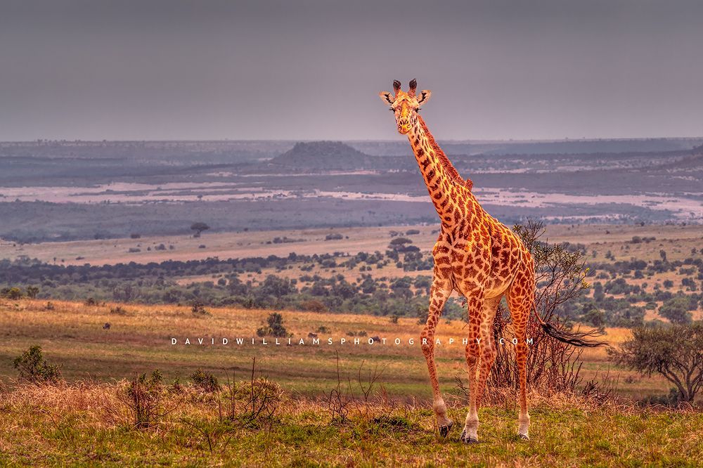 Giraffe-S_BKT8963