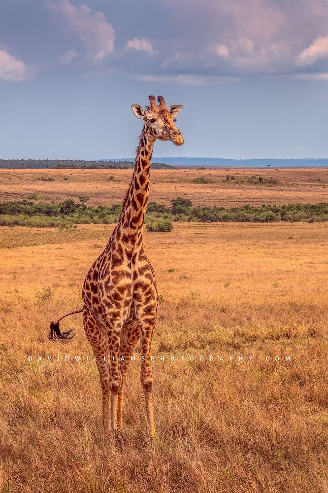 Giraffe-S_BKT1292