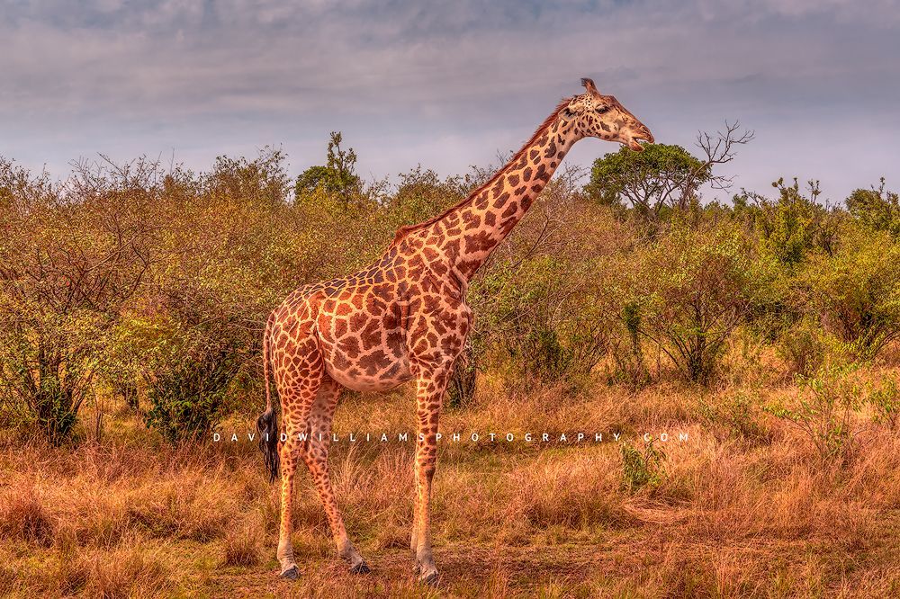 Giraffe-S_BKT1245