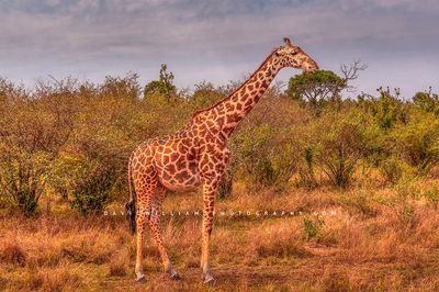 Giraffe-S_BKT1245