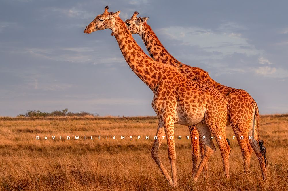 Giraffe-GP_BKT8205