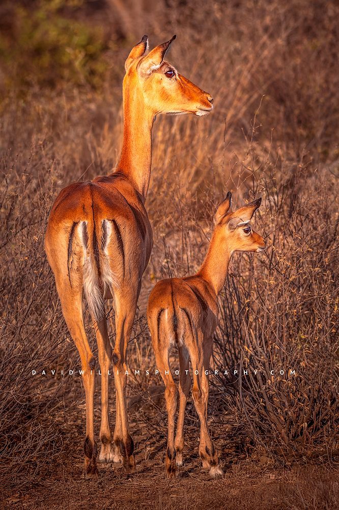 Gerenuk-_BKT6620