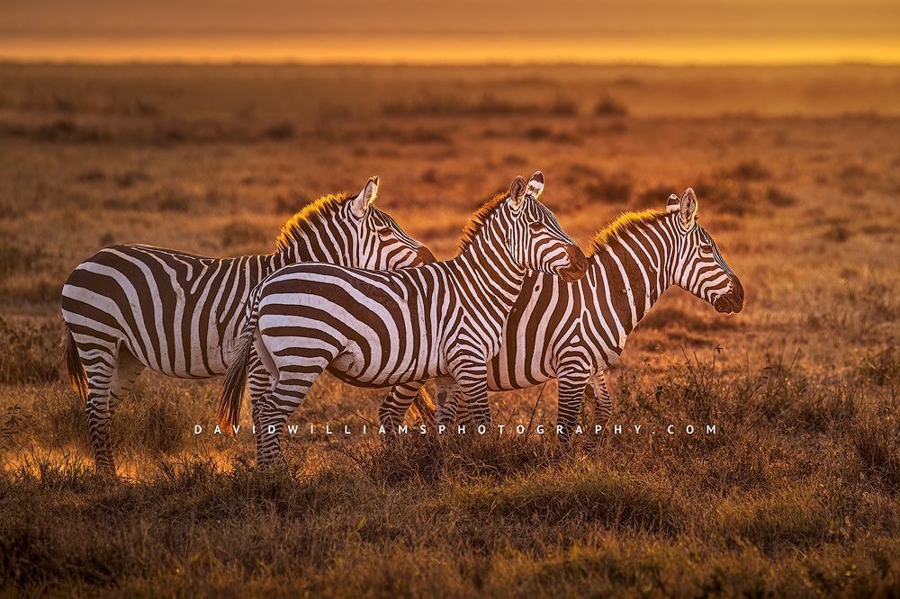 Zebra-GP_D854635