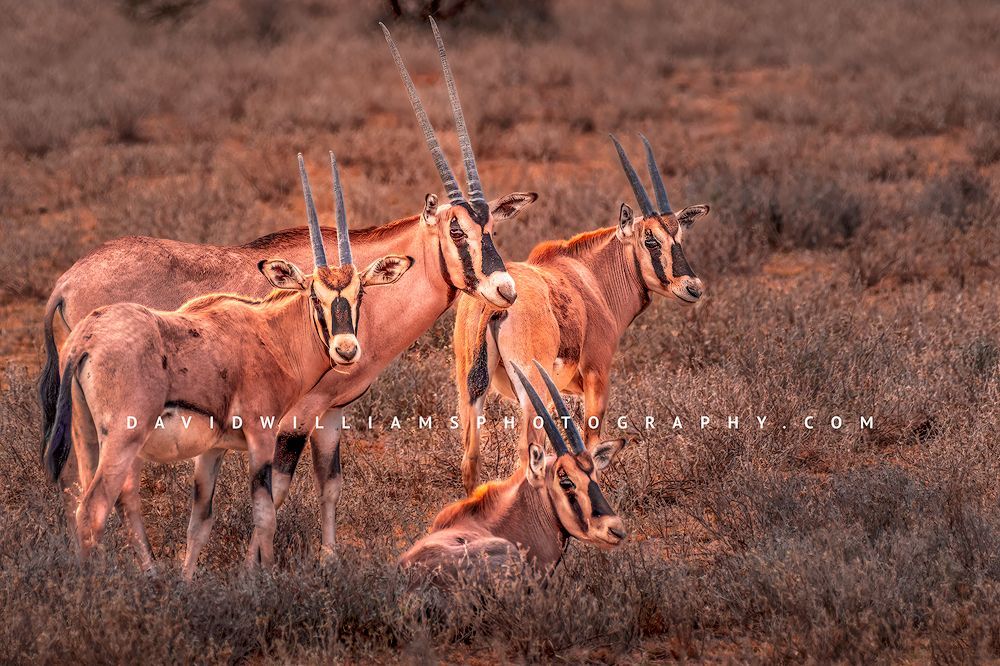 East-African-Oryx-GP_BKT6802