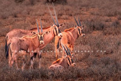 East-African-Oryx-GP_BKT6802
