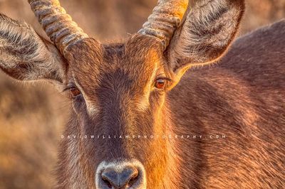 Waterbuck-S_BKT6575