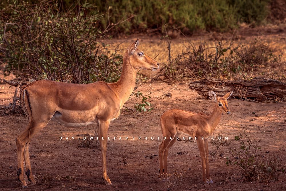 Impala-GP_BKT7659