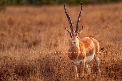 Grant's-Gazelle_D856141
