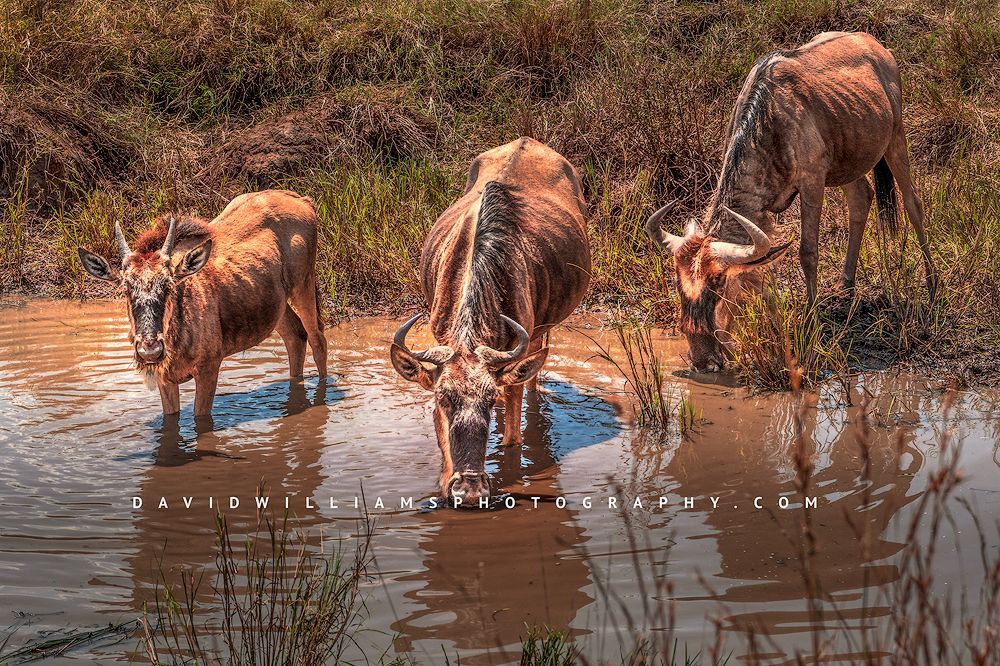 Wildebeest-GP_BKT8950