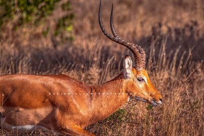 Grant's-Gazell-S_D856752