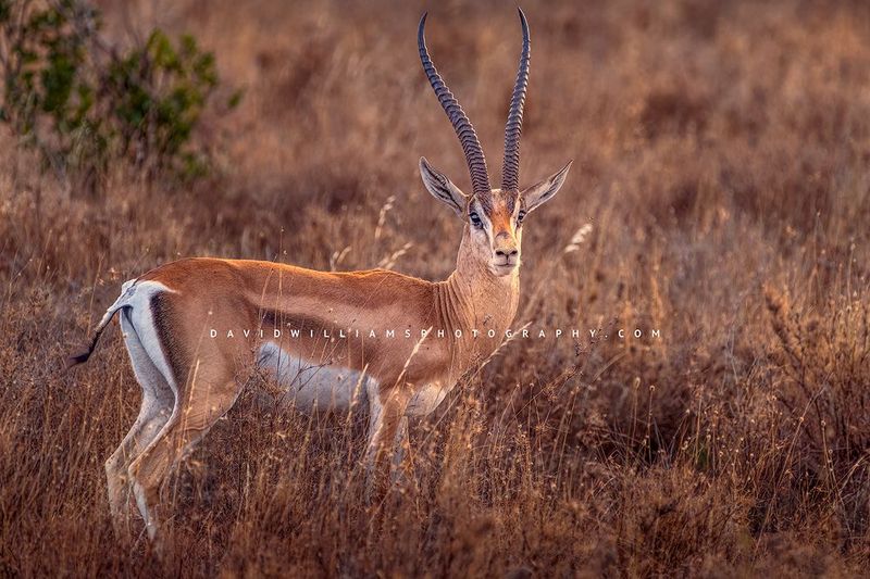 Grant's Gazelle D856130