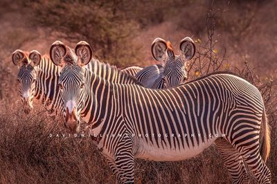 Zebra-GP_BKT7758