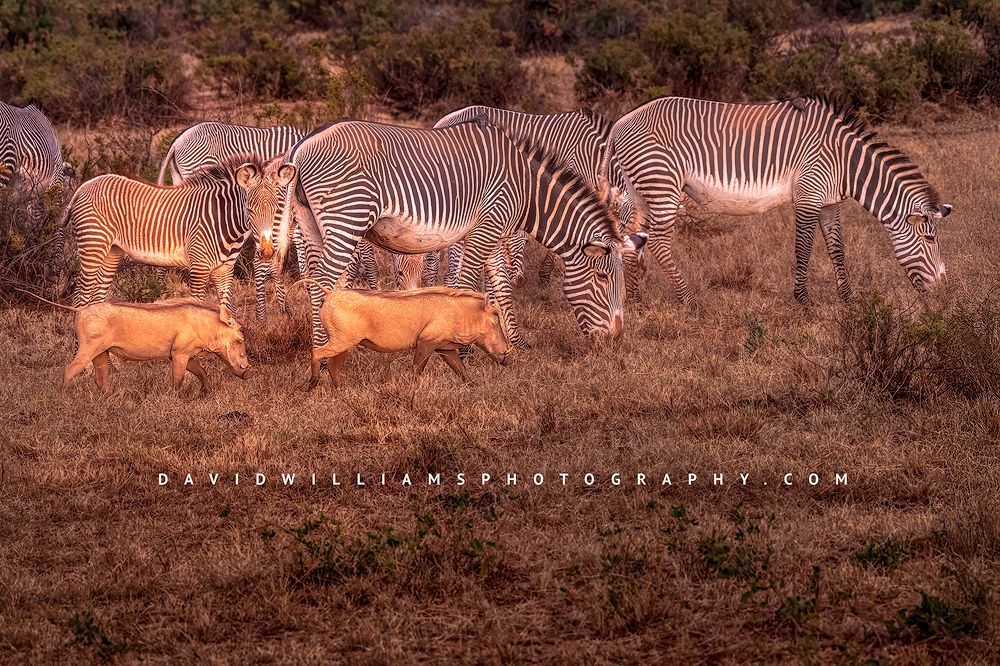 Zebra-GP_BKT7540