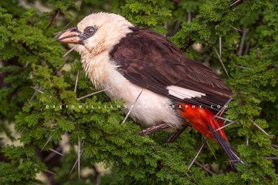 White Headed Buffalo Weaver 0Z87122