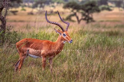 Impala S NZ92692