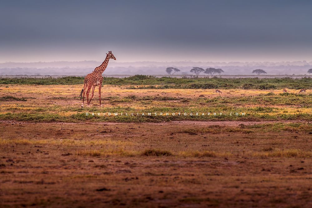 Giraffe-single_D855398