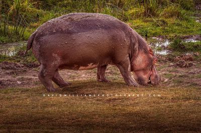 Hippo-Single_D855544