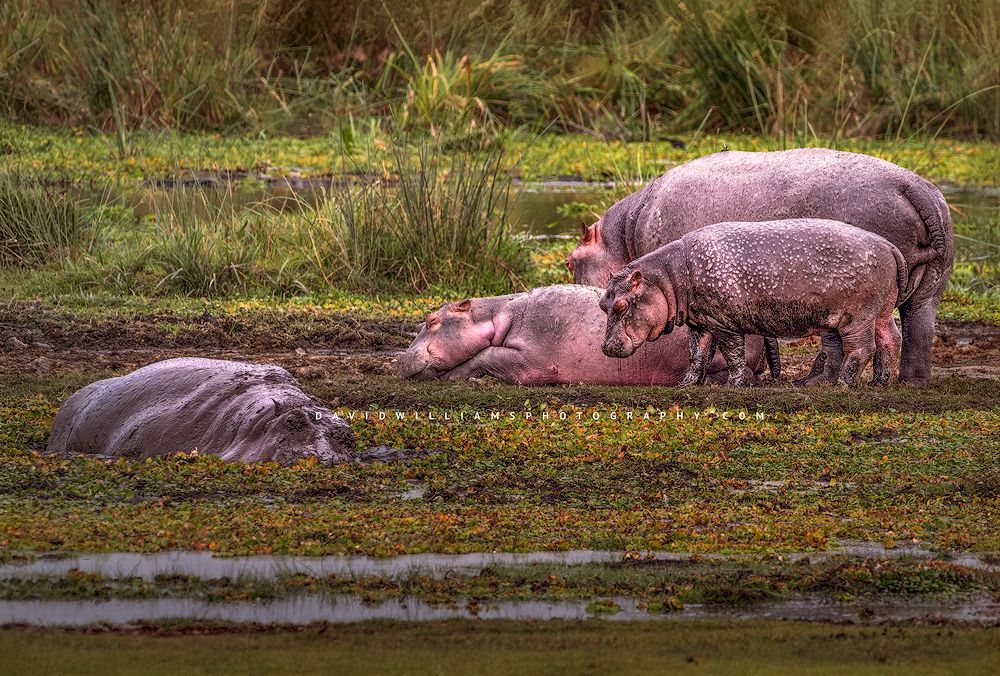 Hippos-Group_D855626