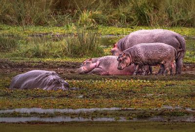 Hippos-Group_D855626