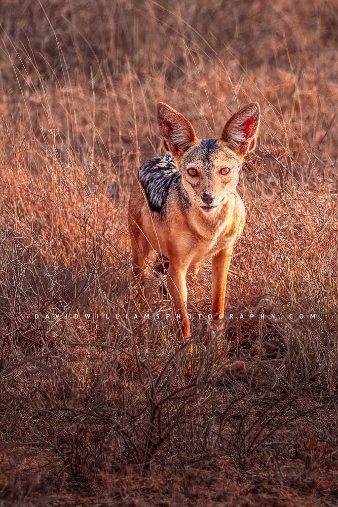 Black-Backed-Jackal_BKT6688
