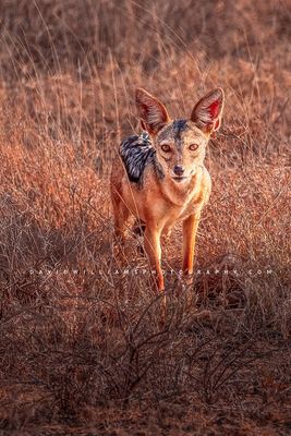 Black-Backed-Jackal_BKT6688