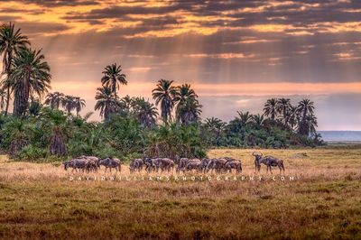 Wildebeest-Jungle-1_D855364