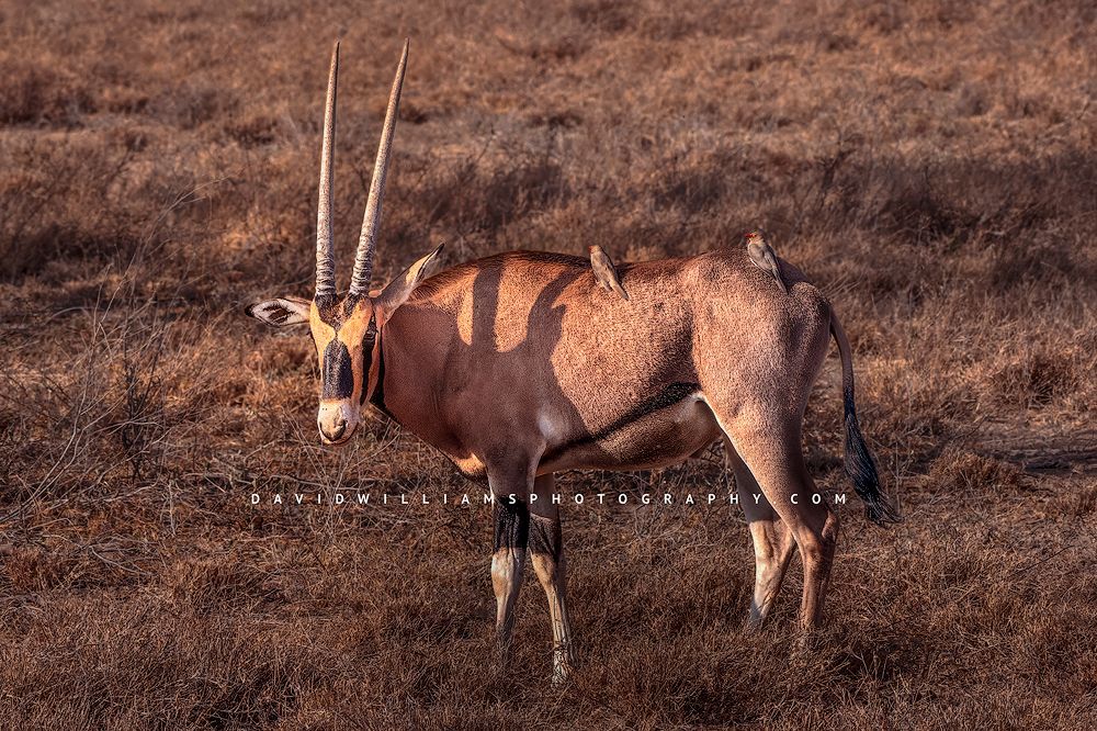 East-African-Oryx_BKT6707
