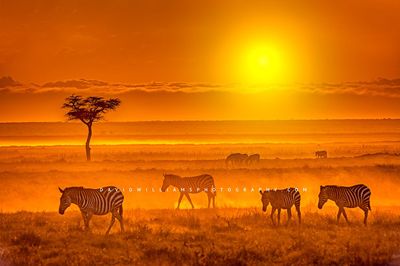 Amboselisunset_D854586