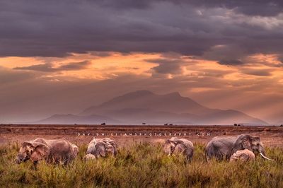 Amboseli2_D854389