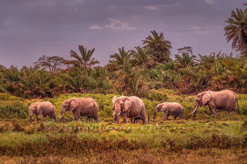 Elephant GP D854992