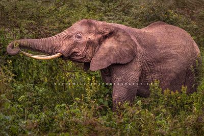 Elephant S NZ92063
