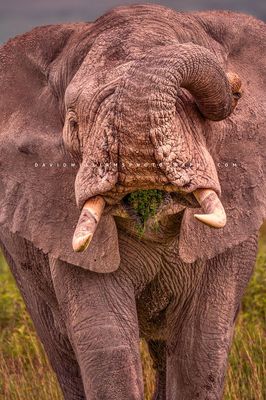 Elephant S 0Z86359