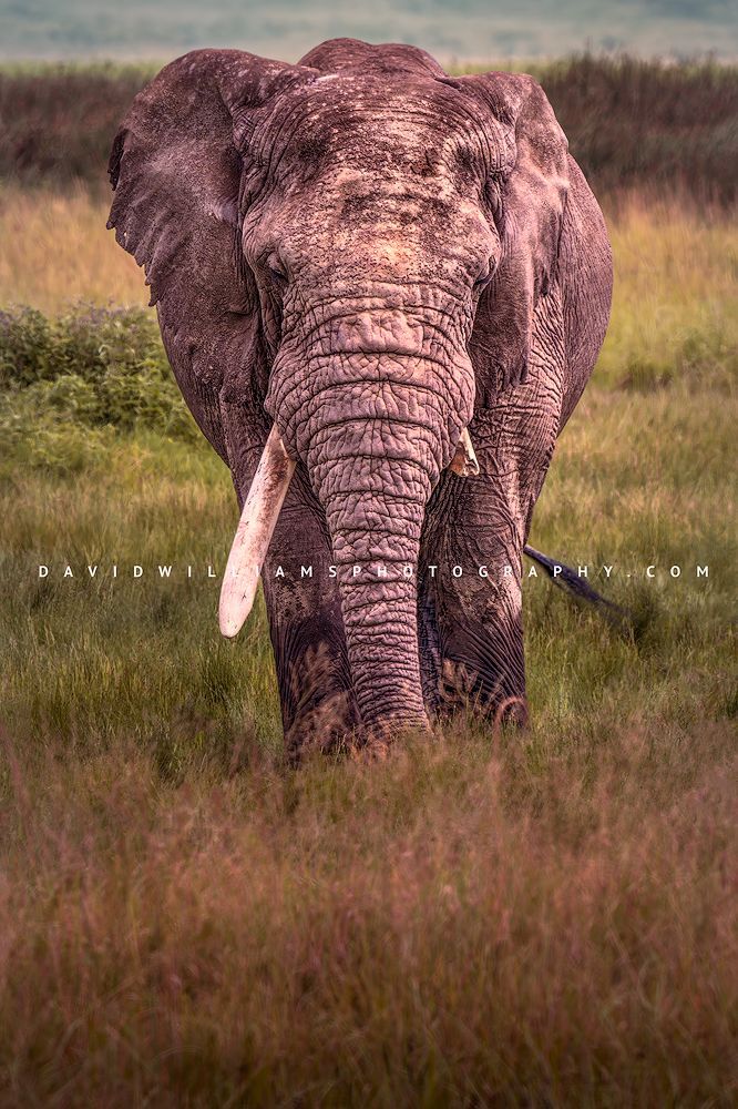 Elephant S 0Z86390