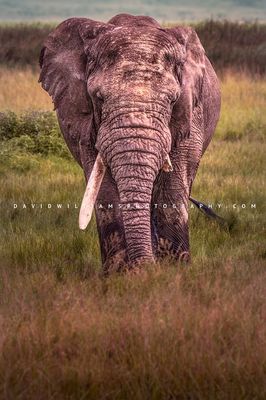 Elephant S 0Z86390