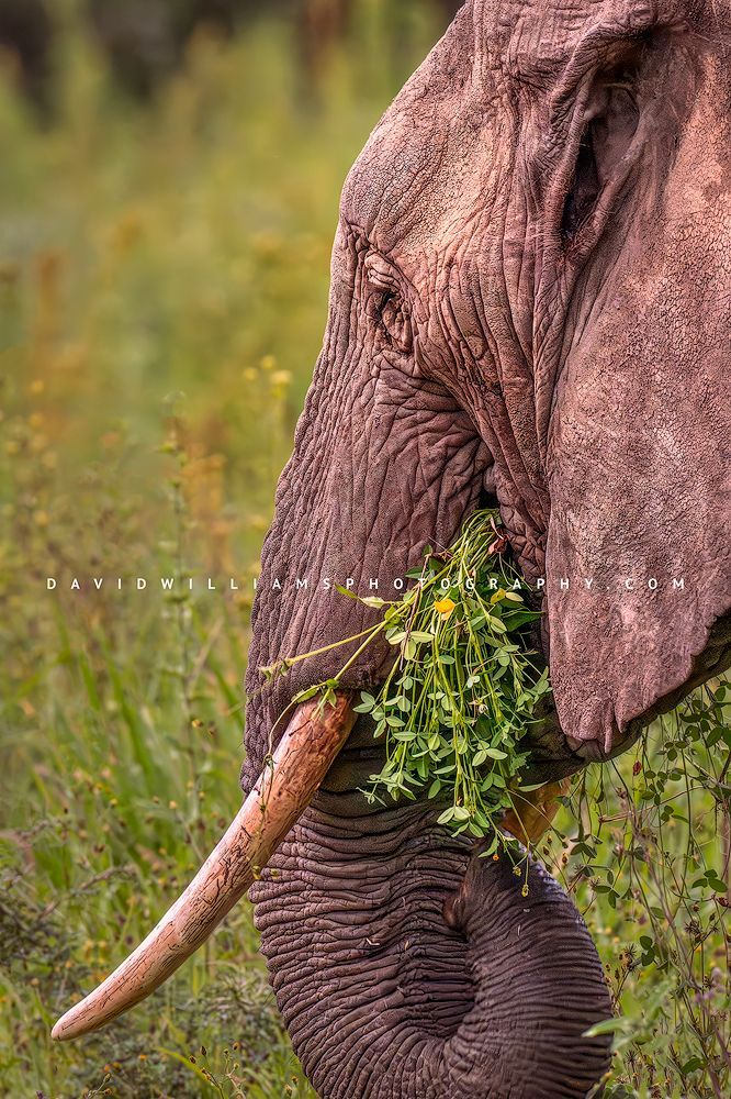 Elephant S 0Z86526