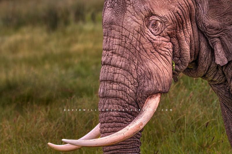 Elephant S 0Z86449