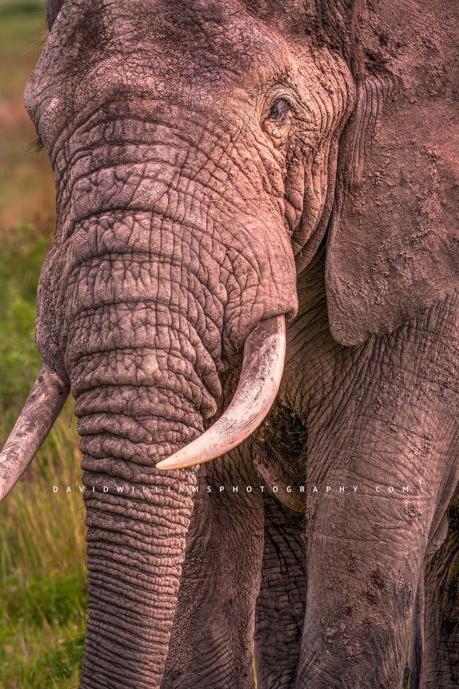 Elephant S 0Z86365