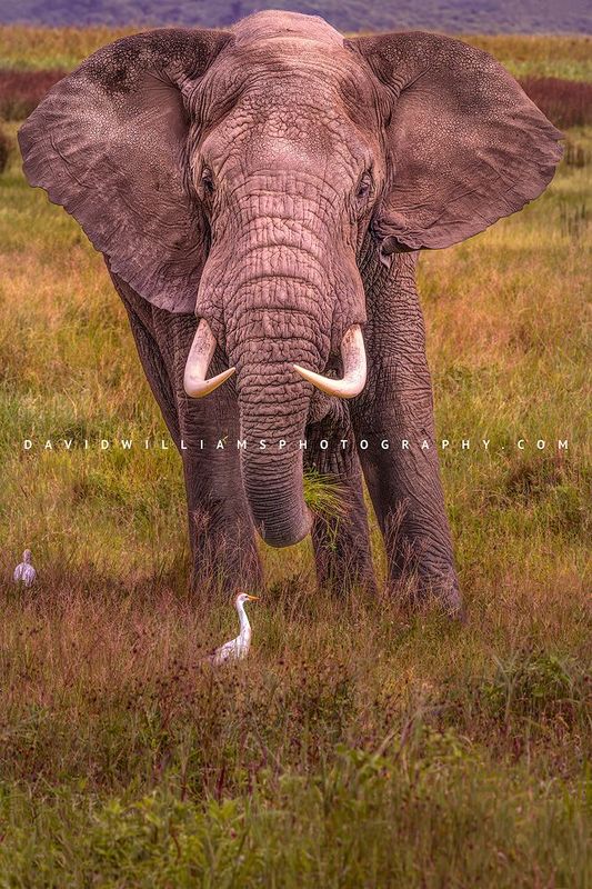 Elephant S NZ92042