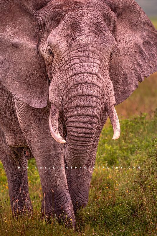 Elephant S 0Z86350