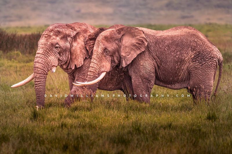 Elephant GP 0Z86290
