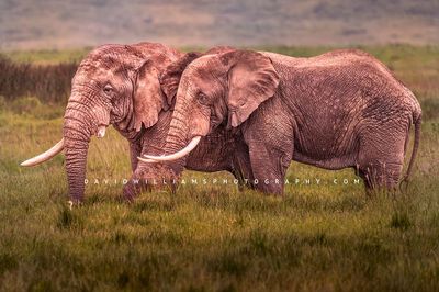 Elephant GP 0Z86290