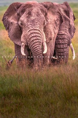 Elephant GP 0Z86330