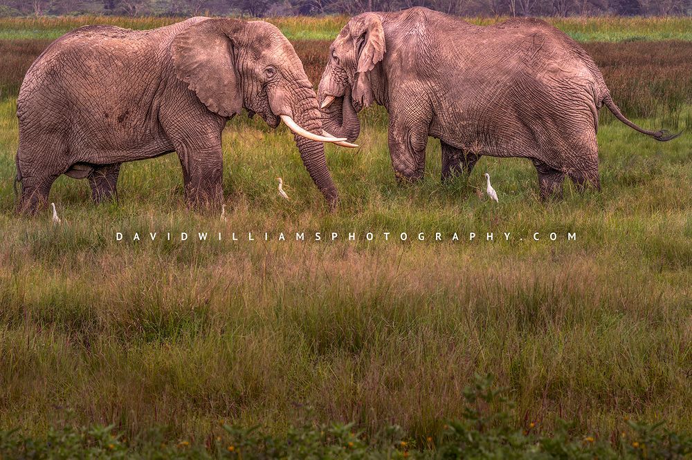 Elephant GP NZ92034