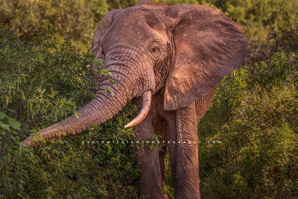 Elephant S NZ91162