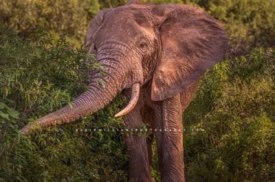 Elephant S NZ91162