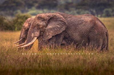 Elephant GP 0Z82961