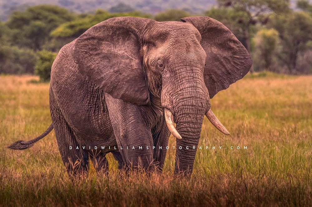 Elephant S NZ90650