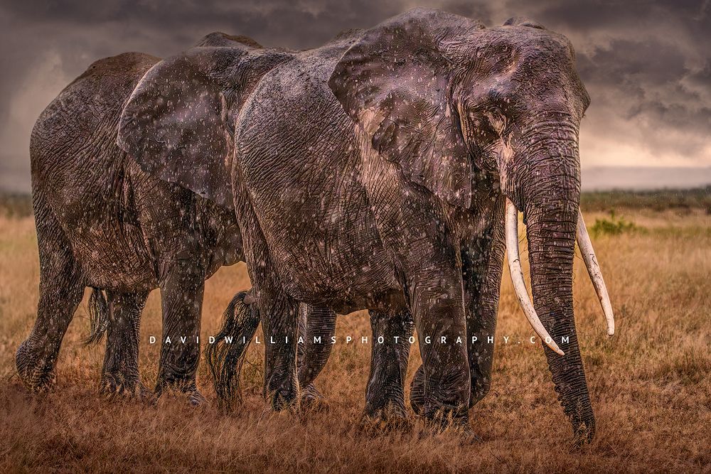 Elephant GP NZ99048
