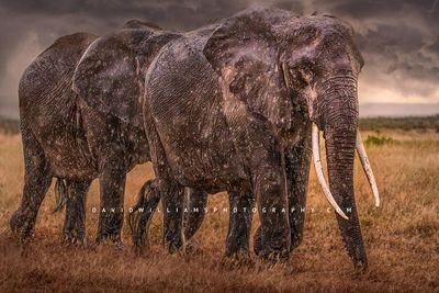 Elephant GP NZ99048