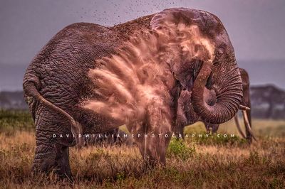 Elephant S NZ99068